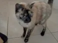 Nina Linda gatinha