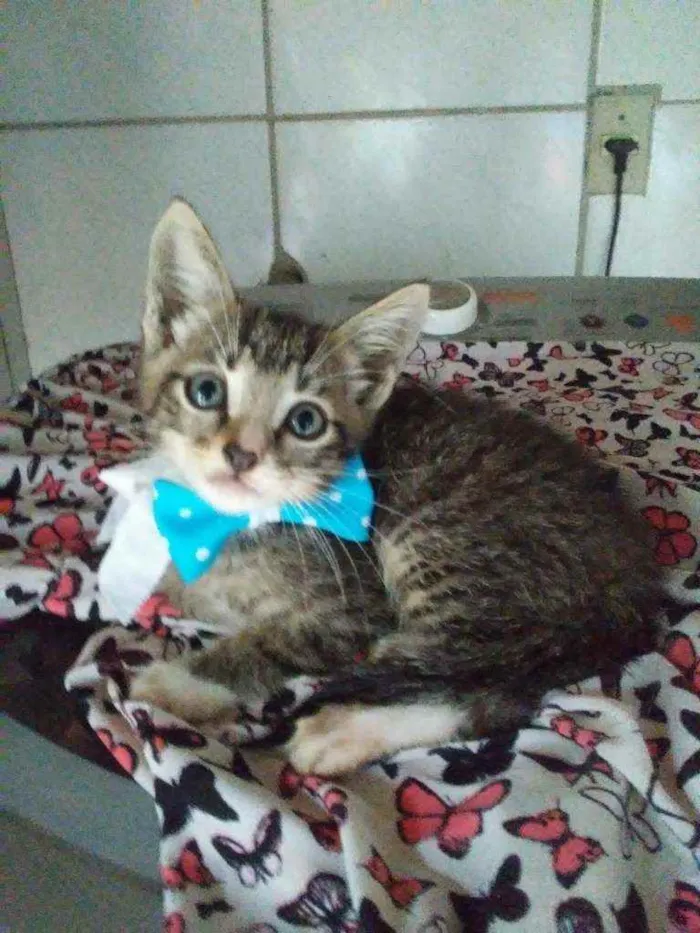 Gato ra a Comum idade Abaixo de 2 meses nome Tigrinho