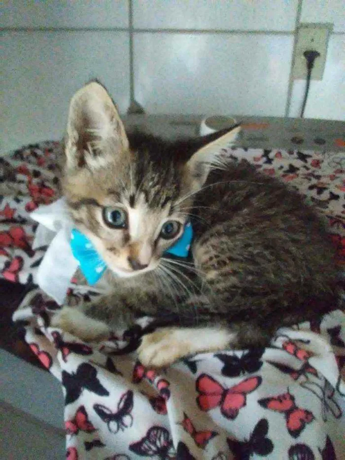 Gato ra a Comum idade Abaixo de 2 meses nome Tigrinho