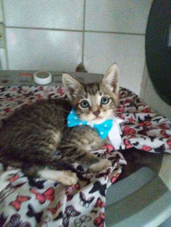 Gato ra a Comum idade Abaixo de 2 meses nome Tigrinho