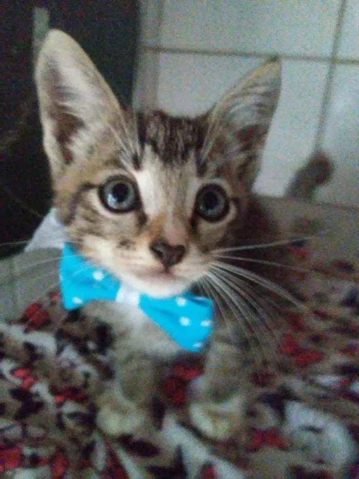 Gato ra a Comum idade Abaixo de 2 meses nome Tigrinho
