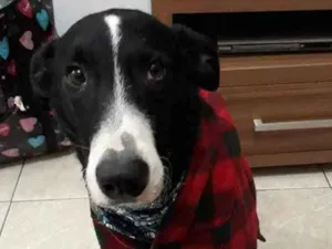 Cachorro raça SRD (sem raça definida) idade 4 anos nome Theo 