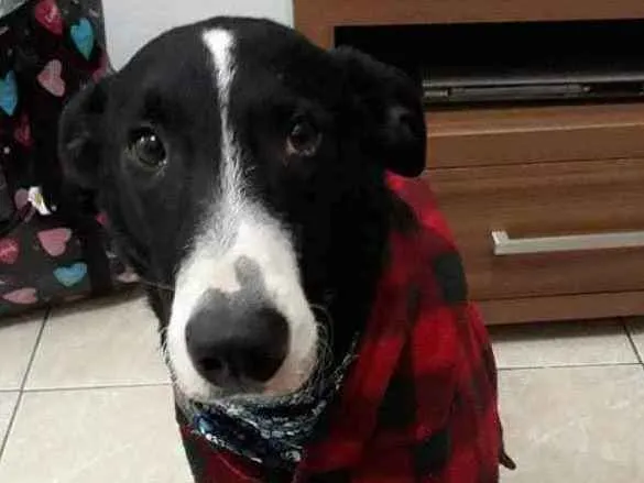Cachorro ra a SRD (sem raça definida) idade 4 anos nome Theo 