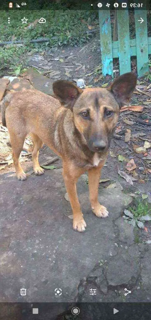 Cachorro ra a SRD idade 3 anos nome Safira