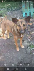 Safira