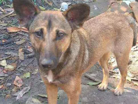 Cachorro ra a SRD idade 3 anos nome Safira