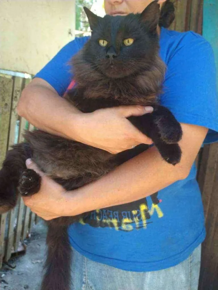 Gato ra a SRD idade 2 anos nome Leon