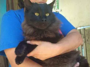 Gato raça SRD idade 2 anos nome Leon