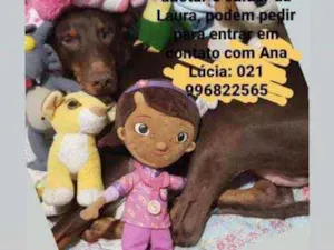 Cachorro raça SRD idade 6 ou mais anos nome Laura