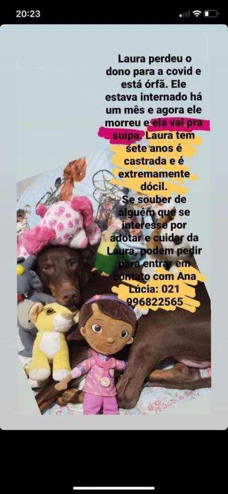 Cachorro ra a SRD idade 6 ou mais anos nome Laura