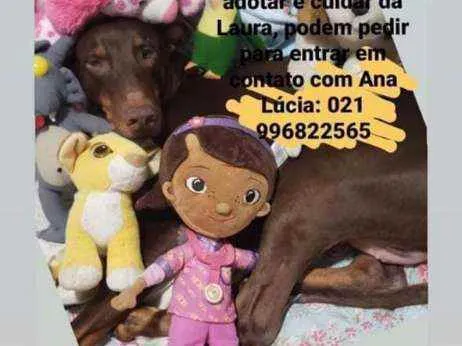 Cachorro ra a SRD idade 6 ou mais anos nome Laura