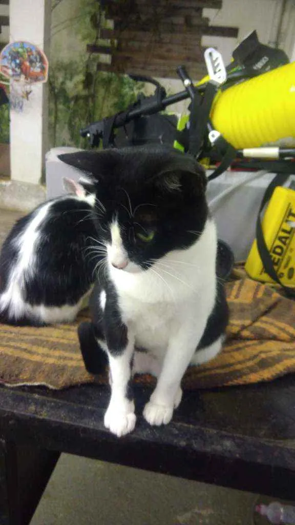 Gato ra a Srd idade 7 a 11 meses nome Winnie