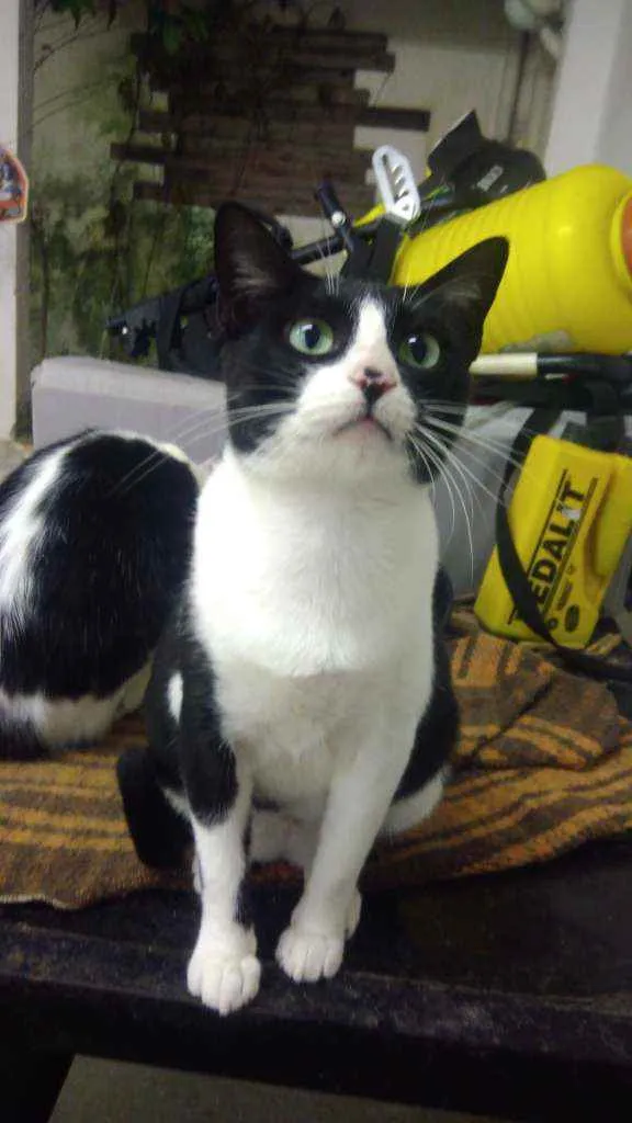 Gato ra a Srd idade 7 a 11 meses nome Winnie