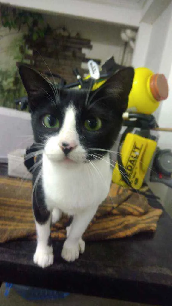 Gato ra a Srd idade 7 a 11 meses nome Winnie