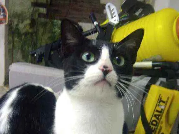 Gato ra a Srd idade 7 a 11 meses nome Winnie
