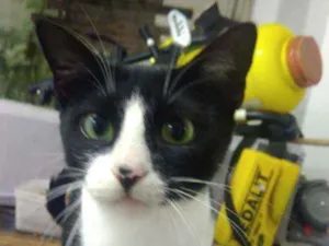 Gato raça Srd idade 7 a 11 meses nome Winnie
