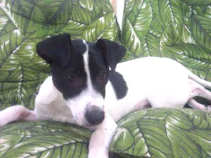 Cachorro raça Srd idêntico ao fox paulistinh idade 2 a 6 meses nome Ozzy