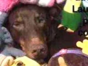 Cachorro raça SRD idade 6 ou mais anos nome Laura