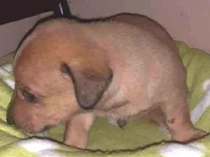 Cachorro raça Viralatinha idade Abaixo de 2 meses nome Blank