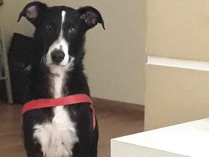 Cachorro ra a SRD (sem raça definida) idade 4 anos nome Theo 