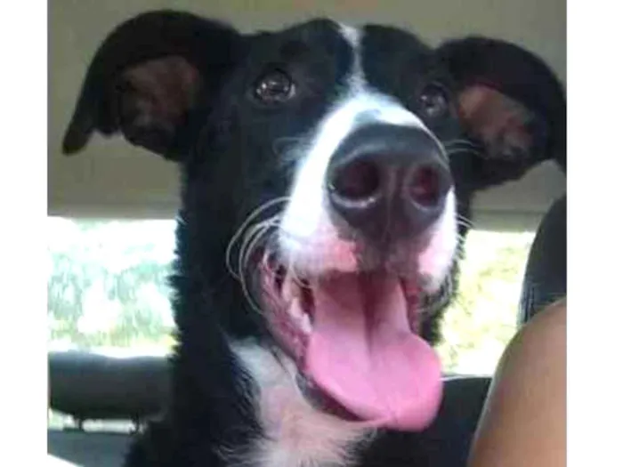 Cachorro ra a SRD (sem raça definida) idade 4 anos nome Theo 
