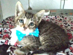 Gato raça Comum idade Abaixo de 2 meses nome Tigrinho