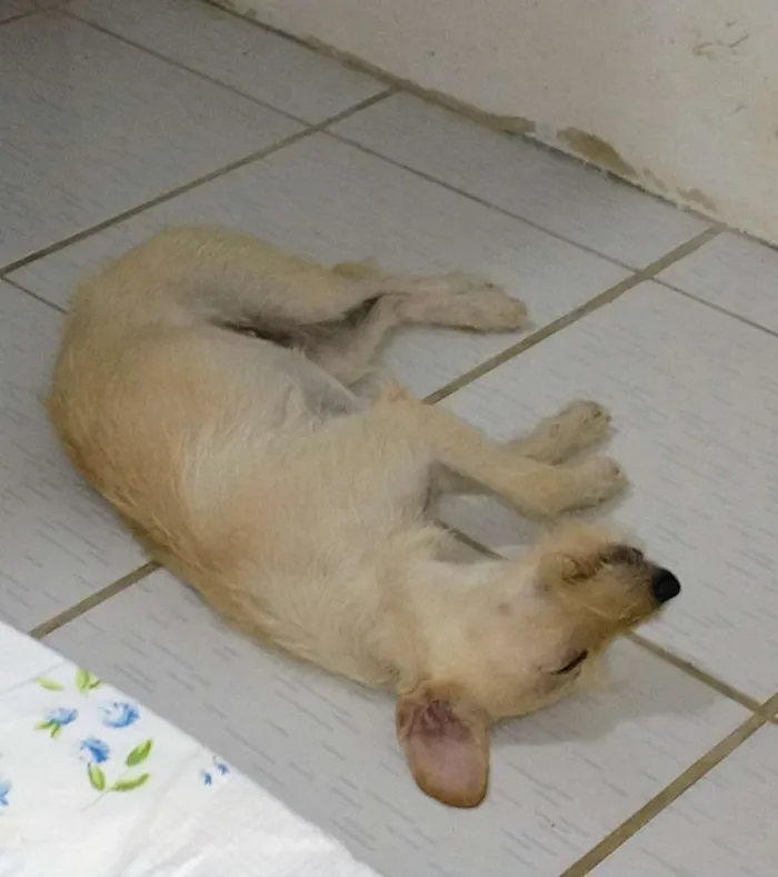 Cachorro raça Universal idade 7 a 11 meses nome Akira