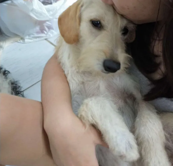 Cachorro raça Universal idade 7 a 11 meses nome Akira