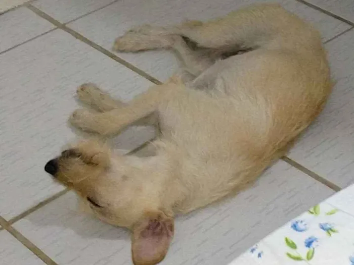 Cachorro raça Universal idade 7 a 11 meses nome Akira