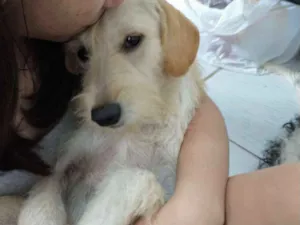 Cachorro raça Universal idade 7 a 11 meses nome Akira