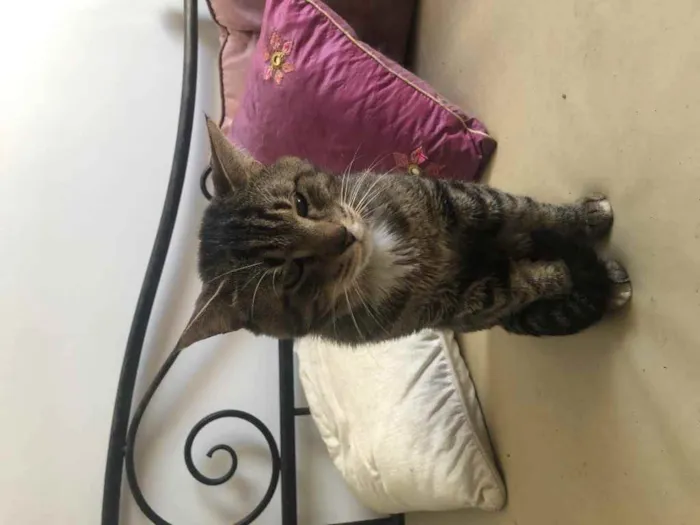 Gato ra a Srd idade 1 ano nome Emily e Óliver
