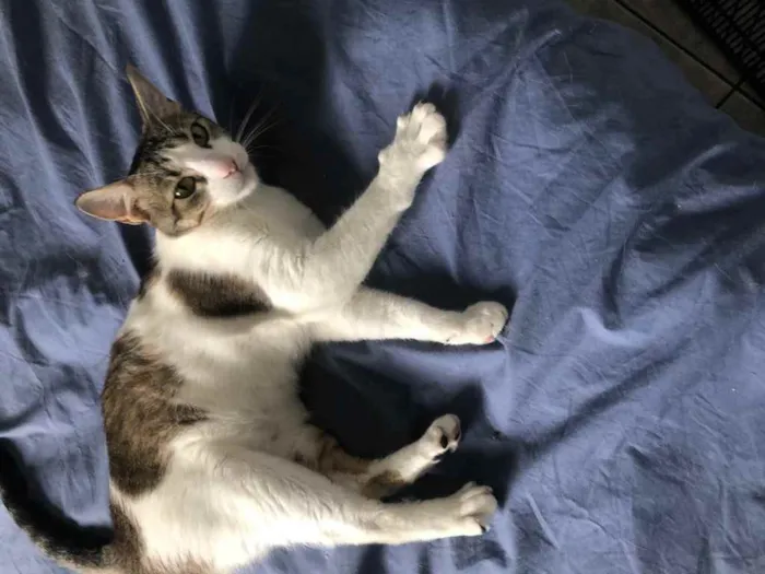Gato ra a Srd idade 1 ano nome Emily e Óliver