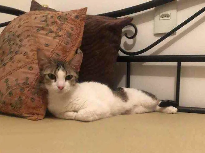 Gato ra a Srd idade 1 ano nome Emily e Óliver