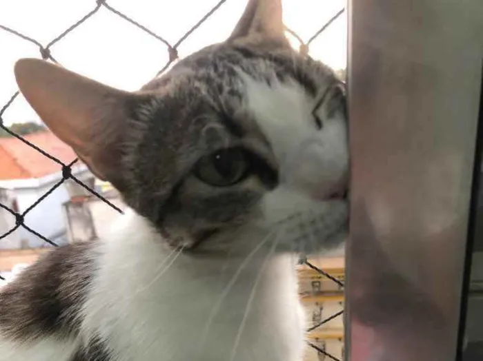 Gato ra a Srd idade 1 ano nome Emily e Óliver