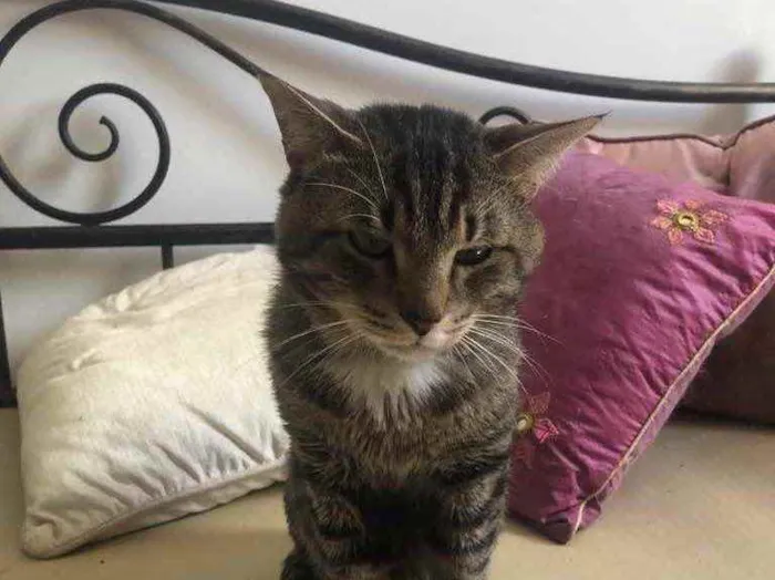 Gato ra a Srd idade 1 ano nome Emily e Óliver
