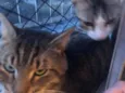 Emily e Óliver