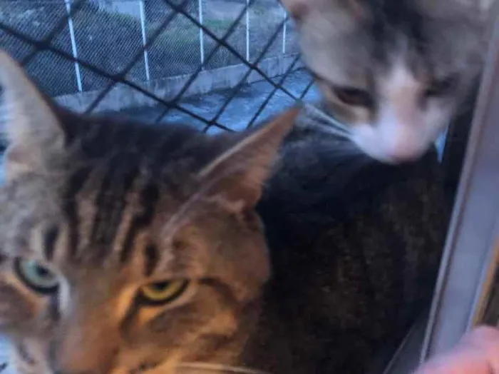 Gato ra a Srd idade 1 ano nome Emily e Óliver