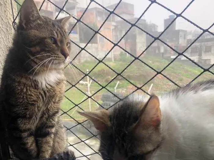 Gato ra a Srd idade 1 ano nome Emily e Óliver