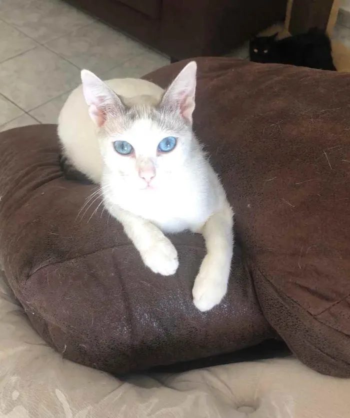 Gato ra a Srd idade 1 ano nome Catarina e Valentina