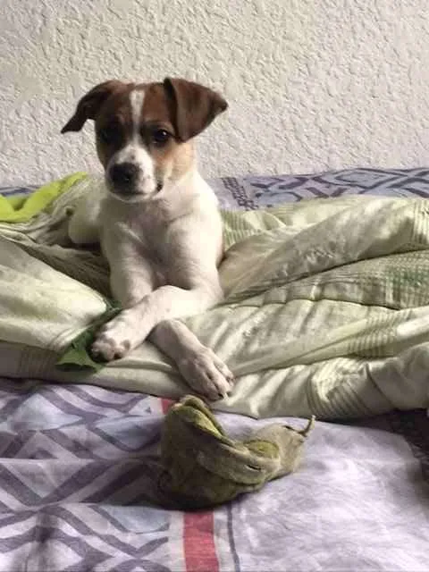 Cachorro ra a SRD pai é F.paulistinha  idade 2 a 6 meses nome Sem nome 
