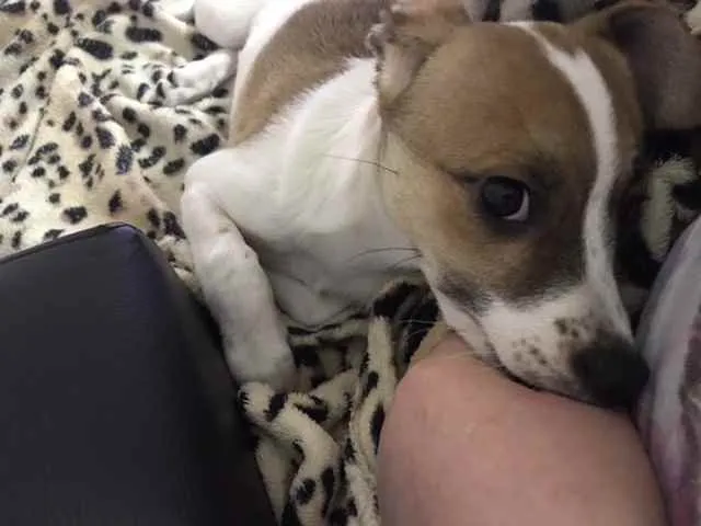 Cachorro ra a SRD pai é F.paulistinha  idade 2 a 6 meses nome Sem nome 