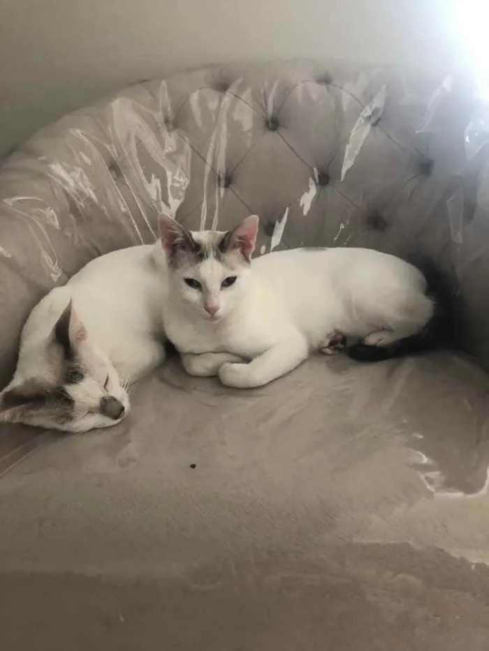 Gato ra a Srd idade 1 ano nome Catarina e Valentina