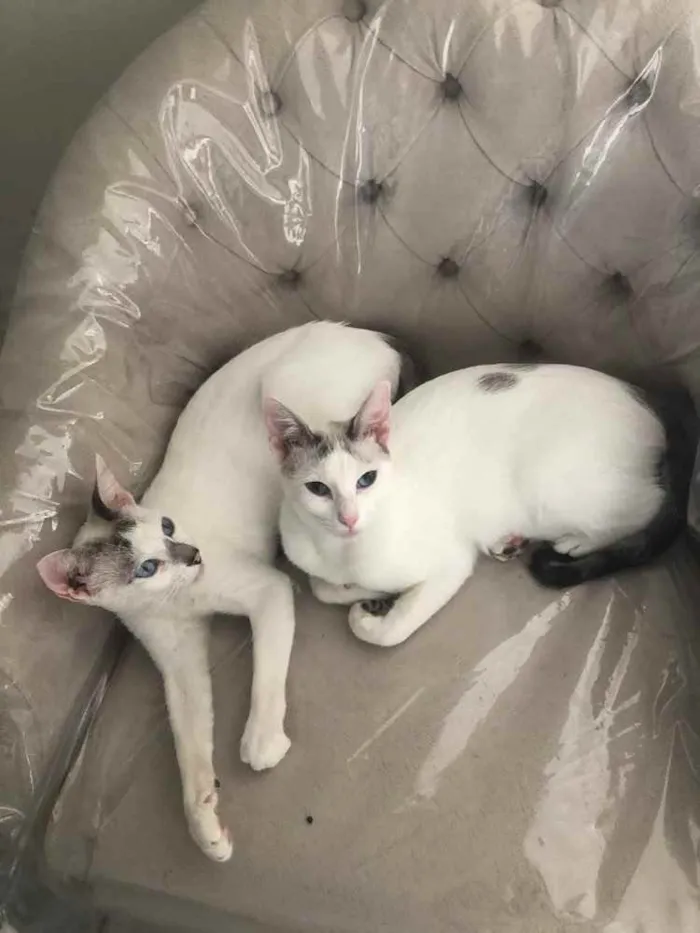Gato ra a Srd idade 1 ano nome Catarina e Valentina