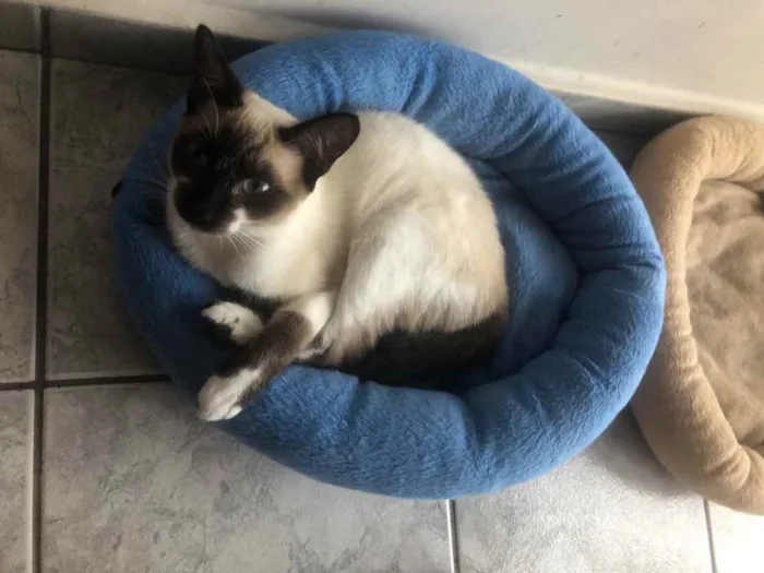 Gato ra a Srd idade 1 ano nome Branca e Bia