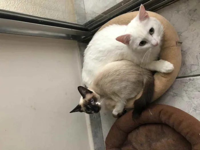 Gato ra a Srd idade 1 ano nome Branca e Bia
