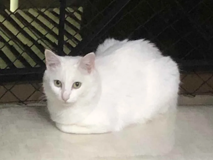 Gato ra a Srd idade 1 ano nome Branca e Bia