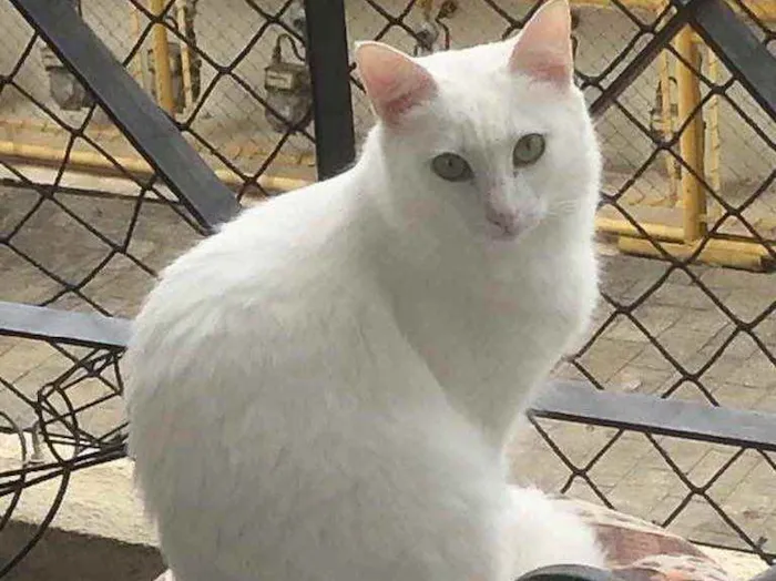 Gato ra a Srd idade 1 ano nome Branca e Bia