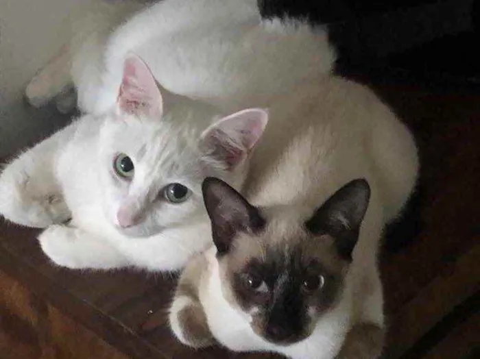 Gato ra a Srd idade 1 ano nome Branca e Bia