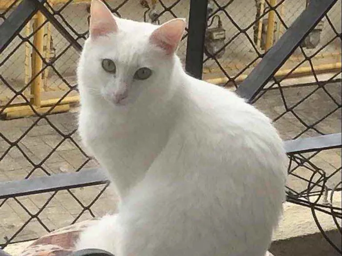 Gato ra a Srd idade 1 ano nome Branca e Bia