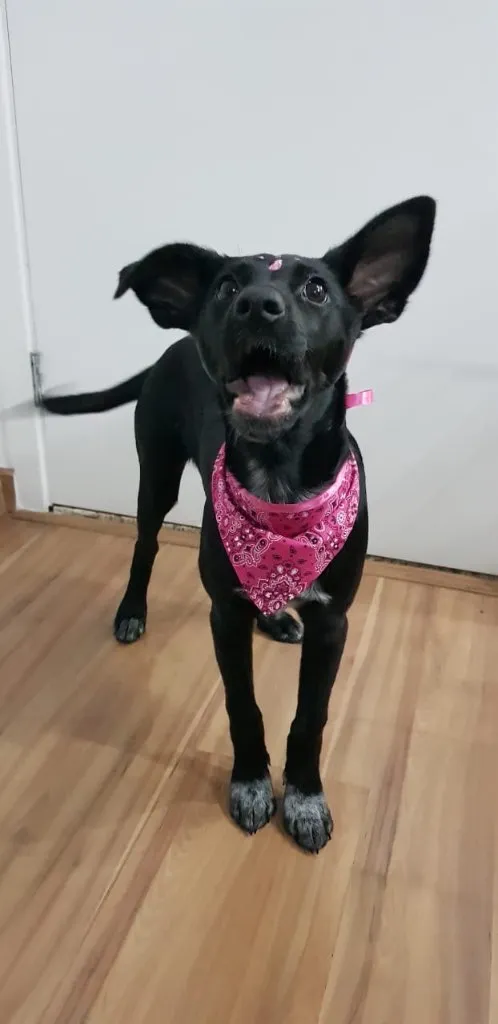 Cachorro ra a SRD idade 2 a 6 meses nome NINA